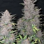 Насіння конопель FASTBERRY Auto від Fast Buds